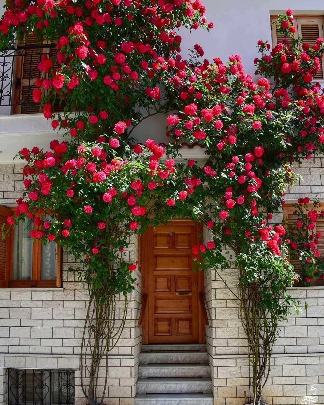 Плетистая роза aesthetic