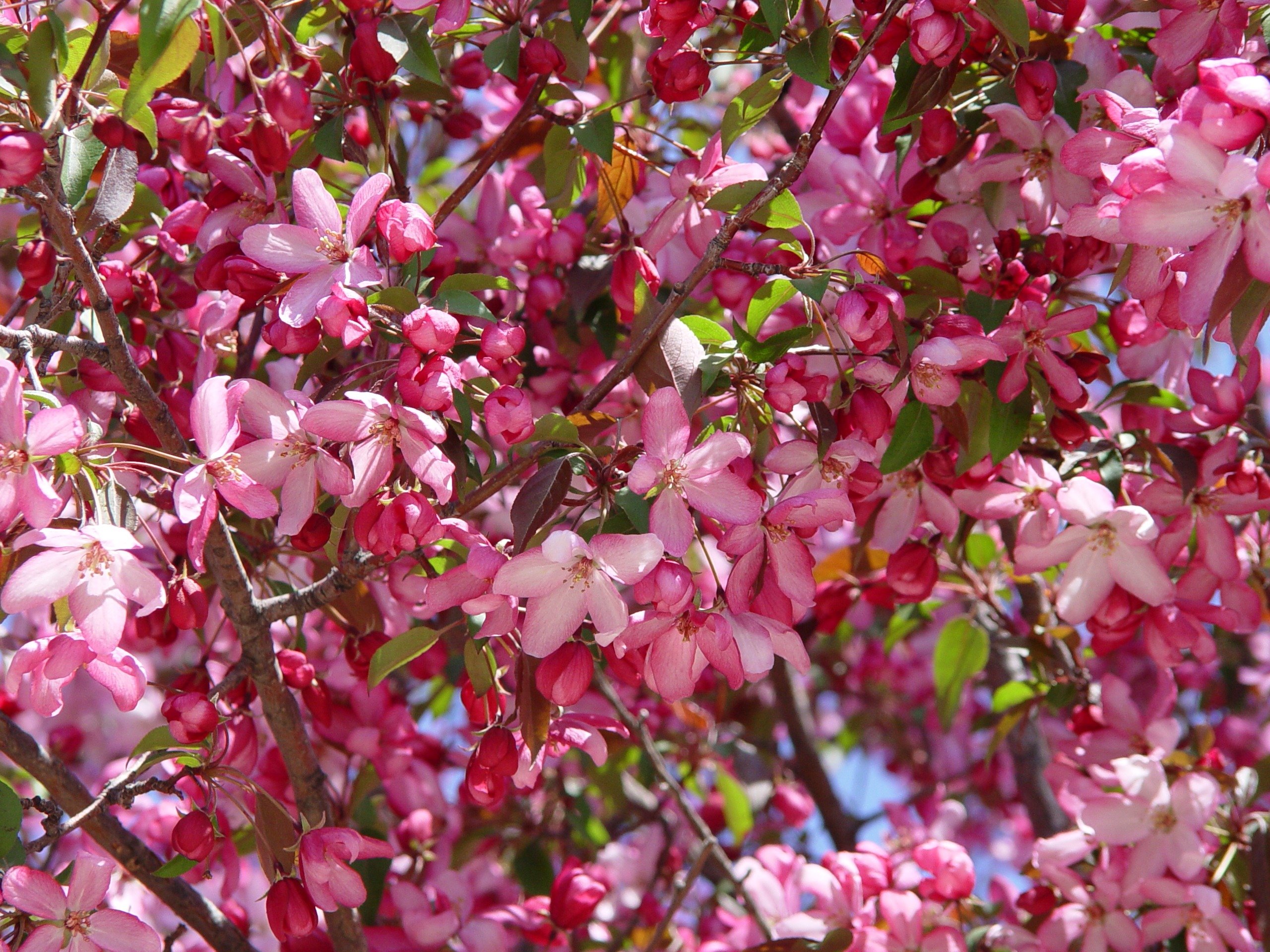 Розовые цветущие кустарники весной. Яблоня Malus Ola. Яблоня Ола - Malus Ola. Яблоня декоративная спринг Брайд. Яблоня декоративная Coccinella.