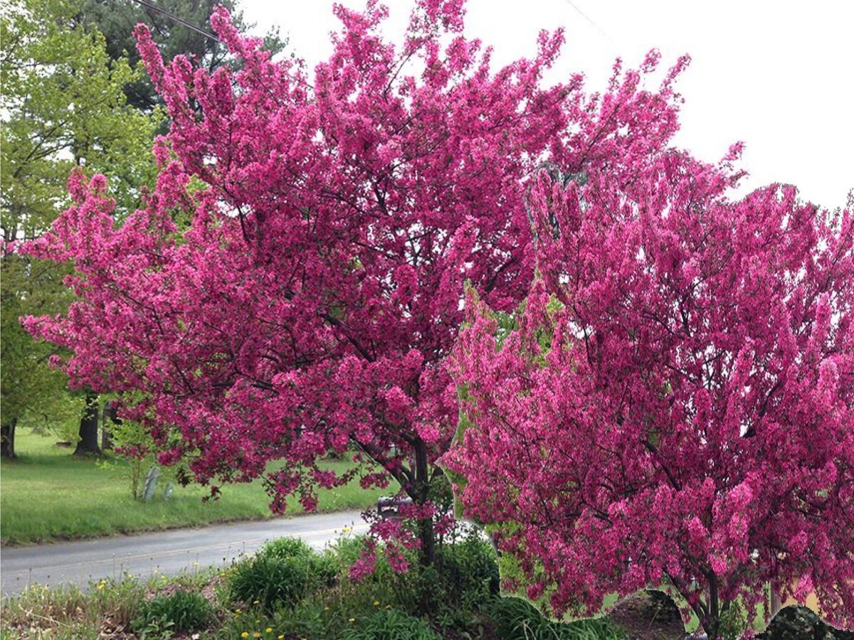 Яблоня Malus Royalty