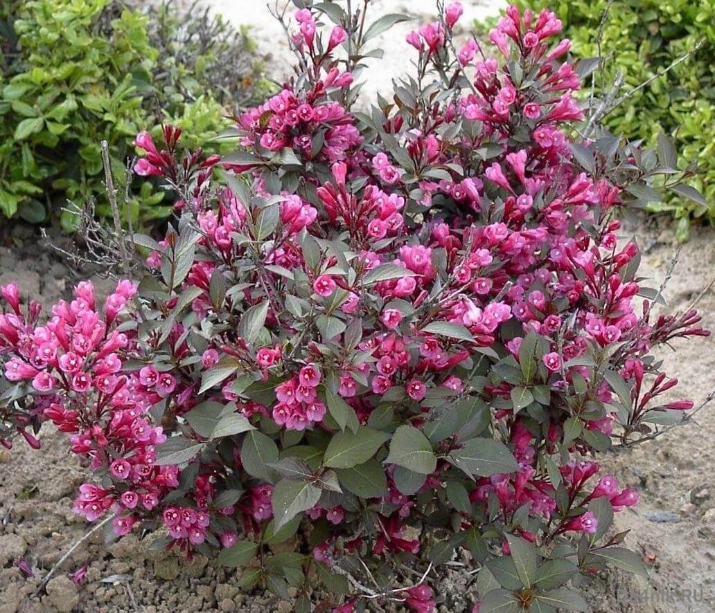 Вейгела Nana purpurea