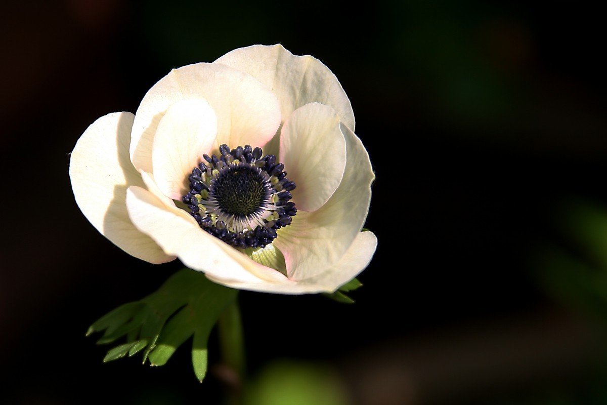Anemone vitifolia