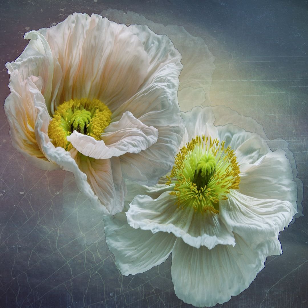 Кристин Эллджер (Christine Ellger) роза