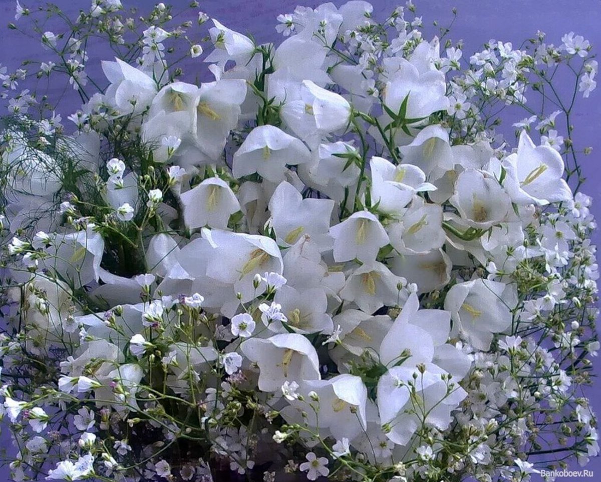 Колокольчик Кампанула Лактифлора Альба