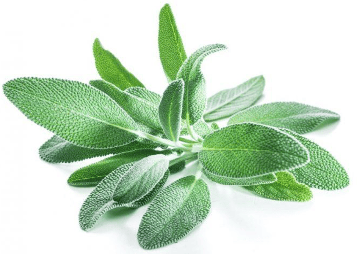 Мята Sage