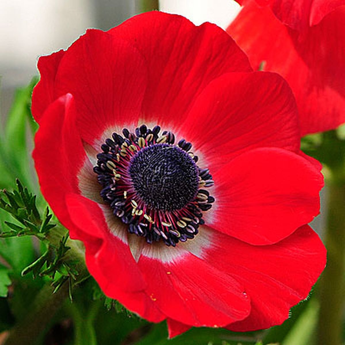 Анемона coronaria Hollandia