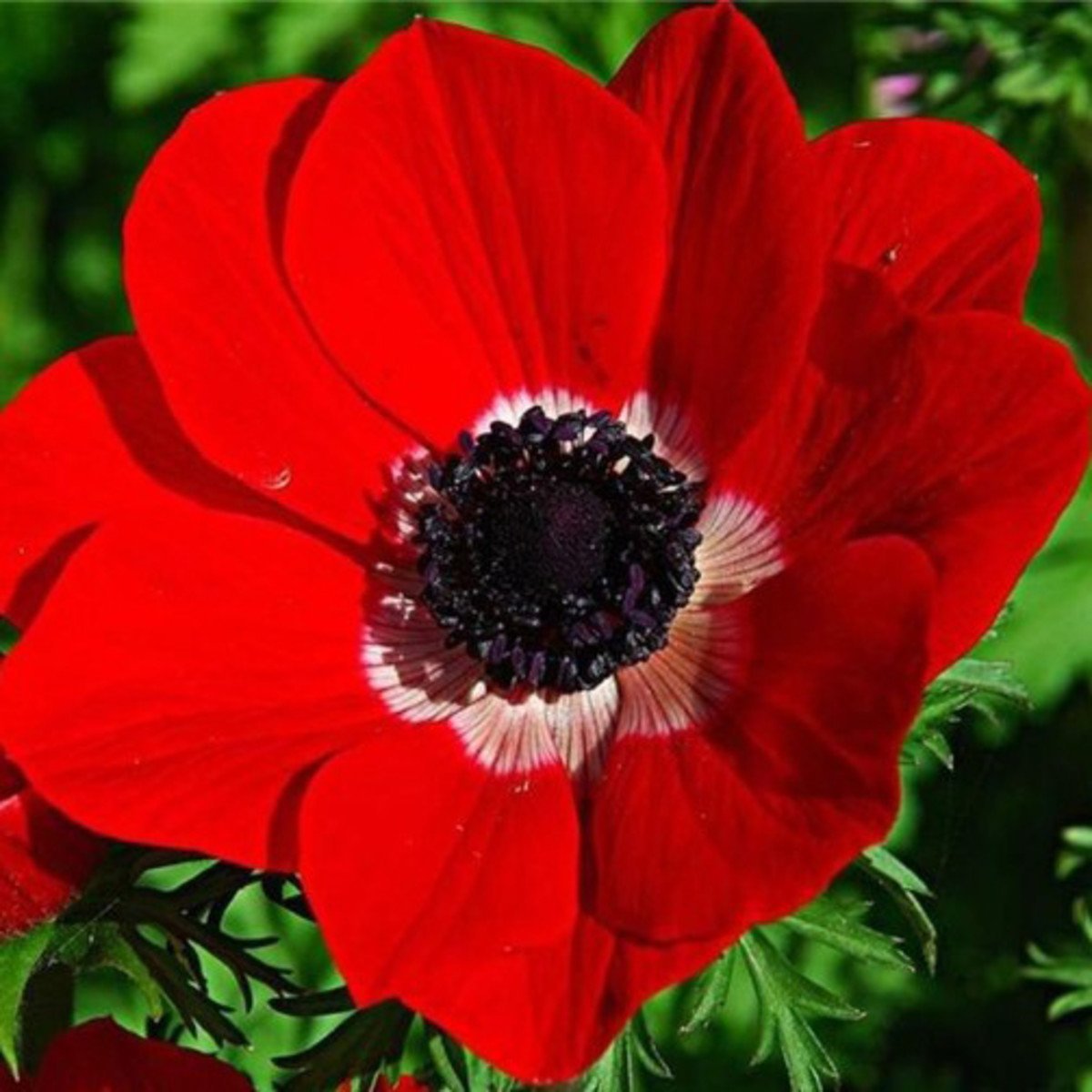 Анемона (ветреница) корончатая Anemone coronaria