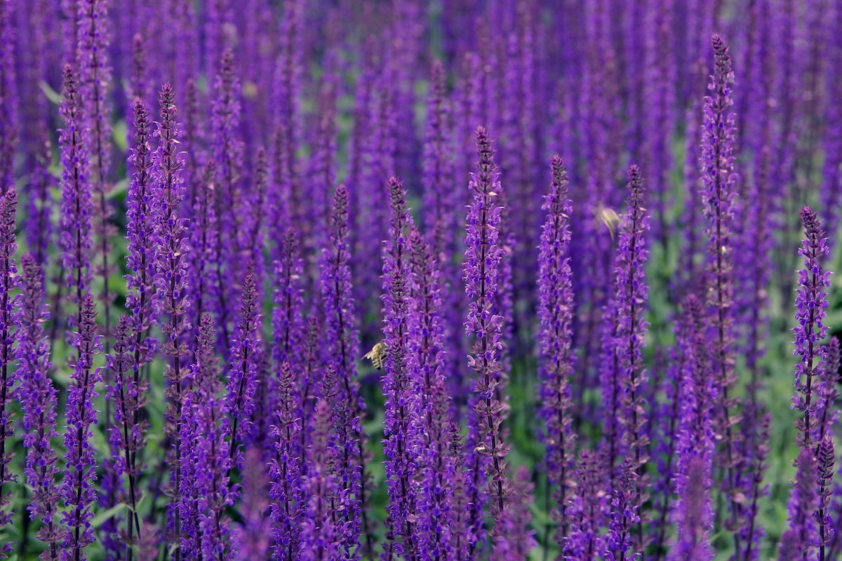 Высокий полевой цветок с фиолетовыми цветами