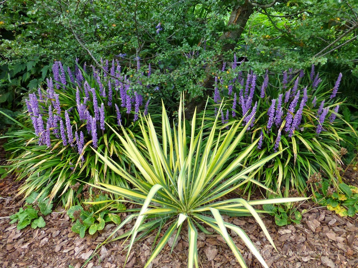 Лириопе мускари (Liriope Muscari Moneymaker) м51