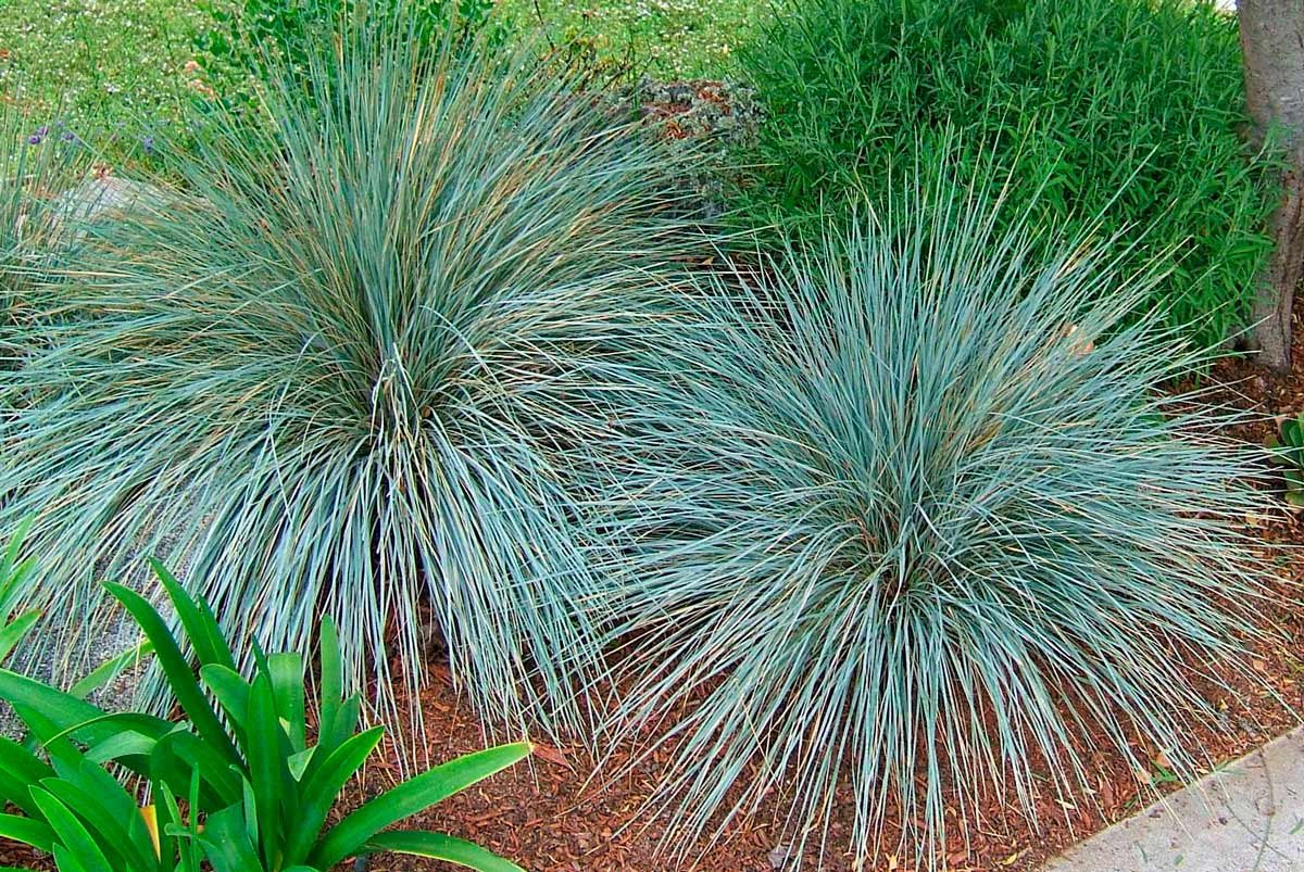 Овсец вечнозелёный ( Helictotrichon sempervirens)