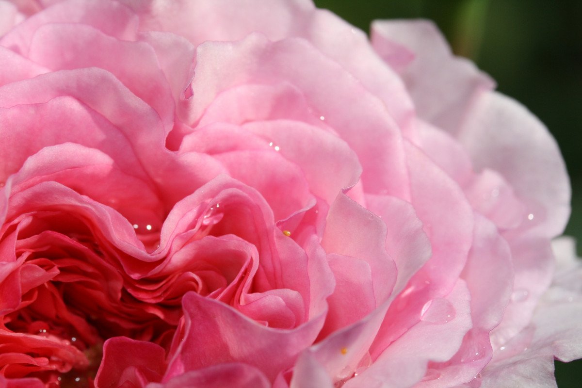 Роза Peony Pink