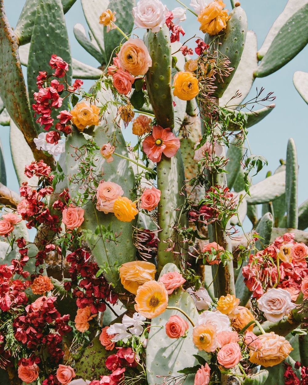 Cactus Flower aesthetic