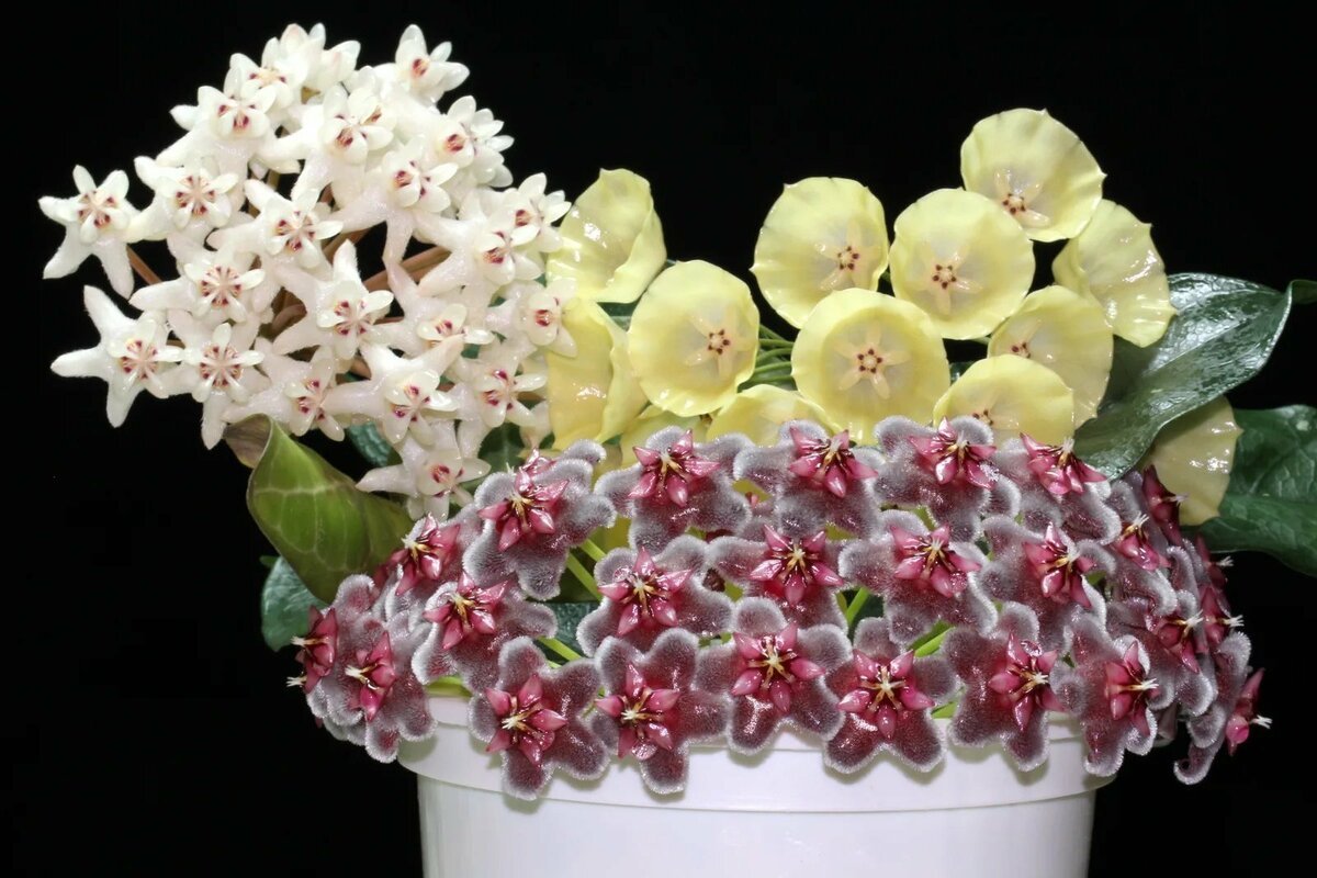Восъче - Хоя (Hoya)