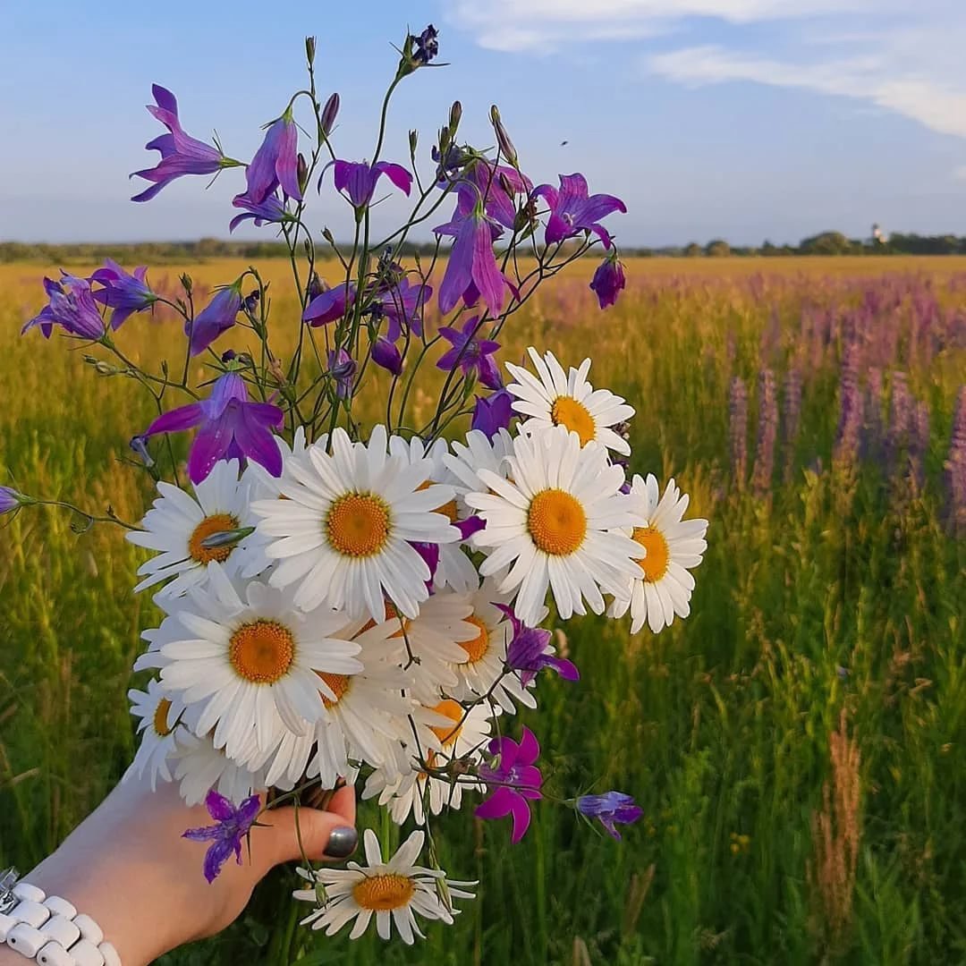 Я люблю ромашки