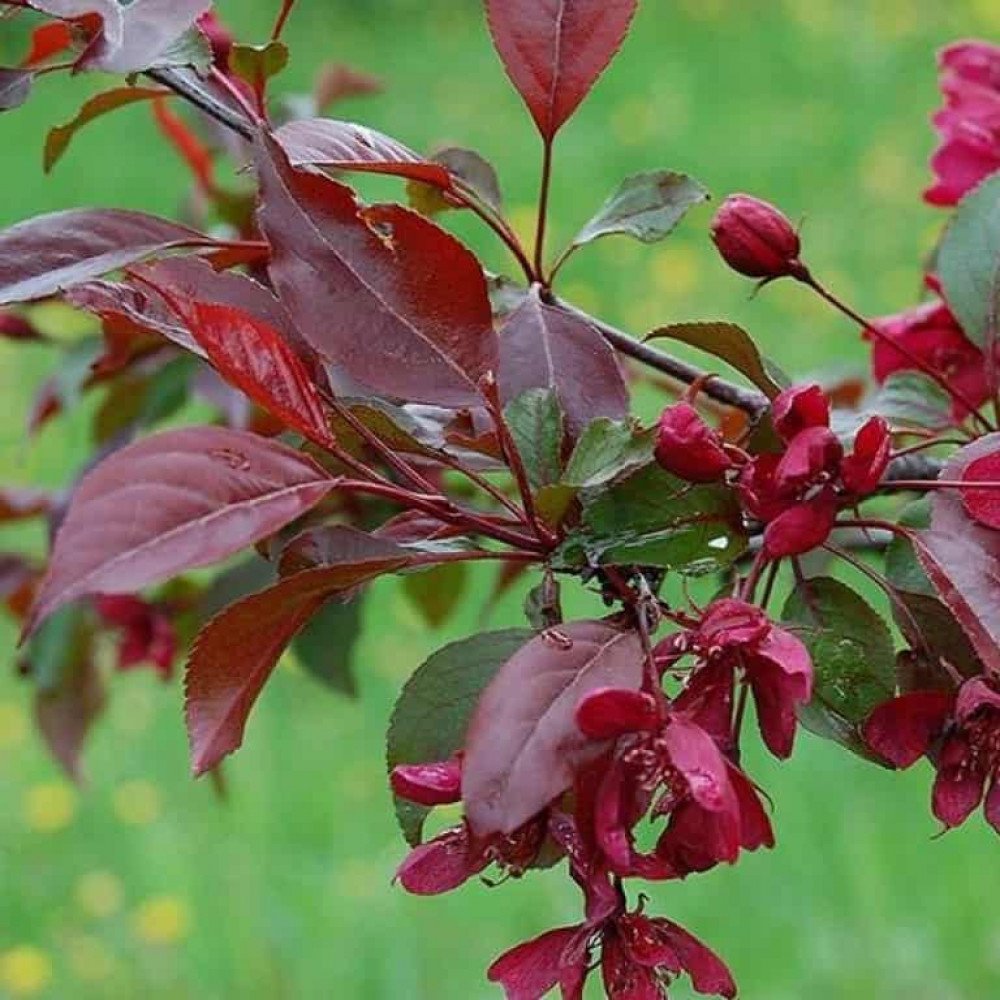 Malus Royalty яблоня декоративная