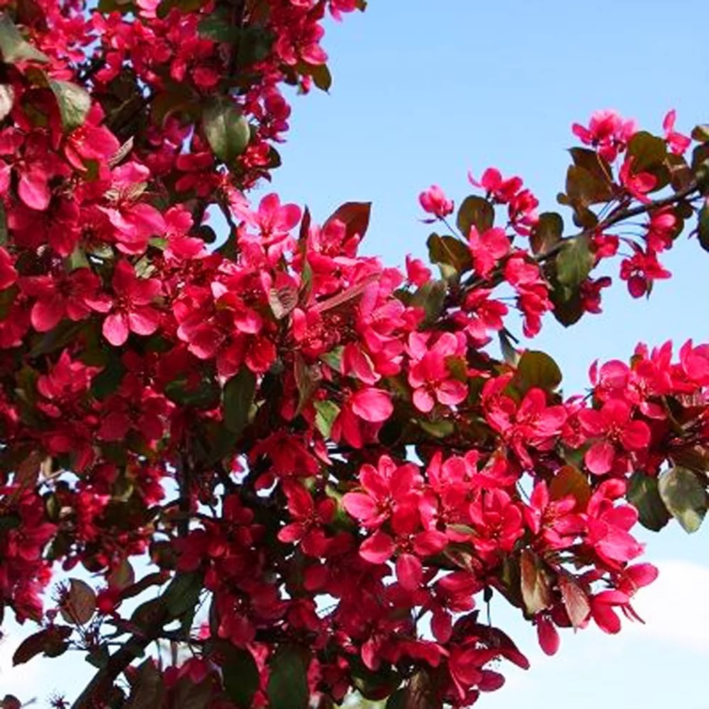 Яблоня 'Скарлет', Malus 'Scarlet',
