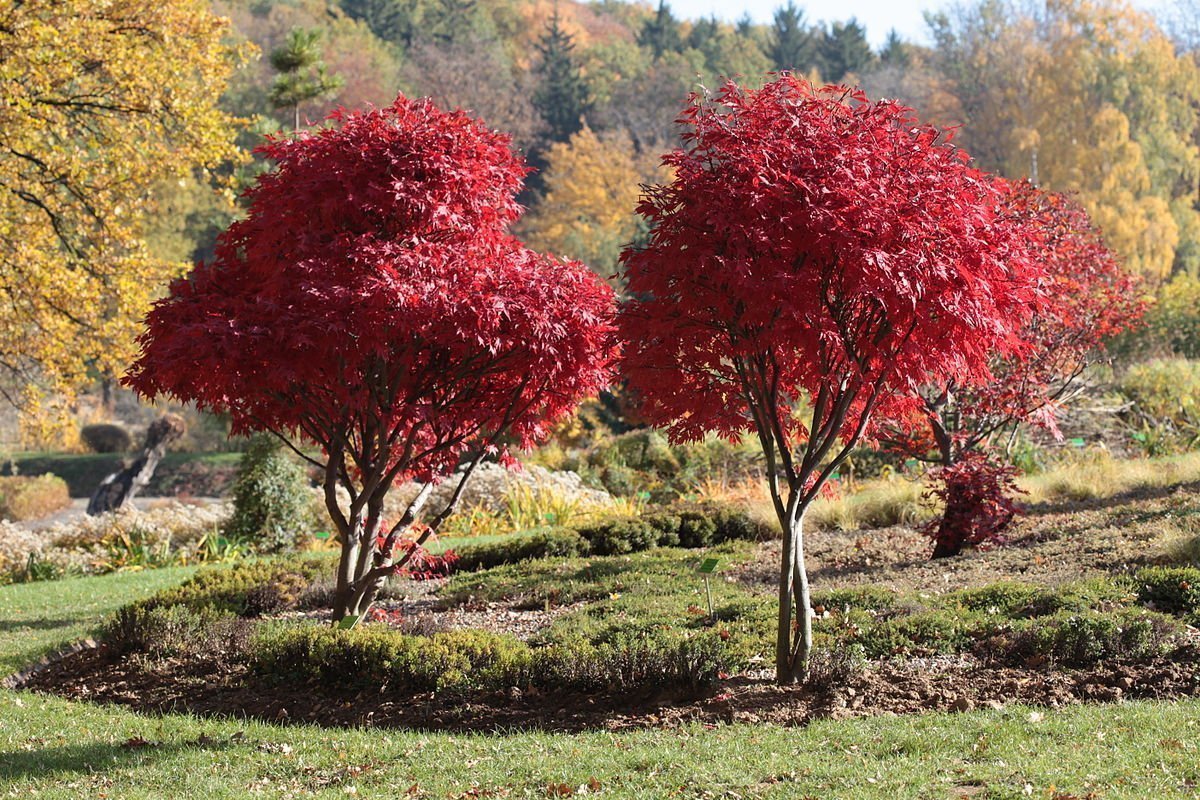 Acer palmatum