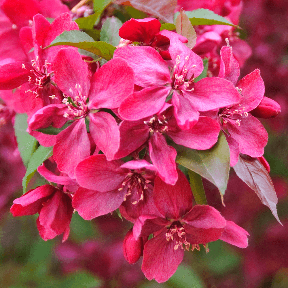 Яблоня "роялти" - Malus "Royalty"