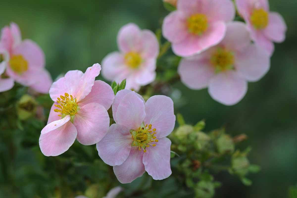 Лапчатка кустарниковая Pink Queen