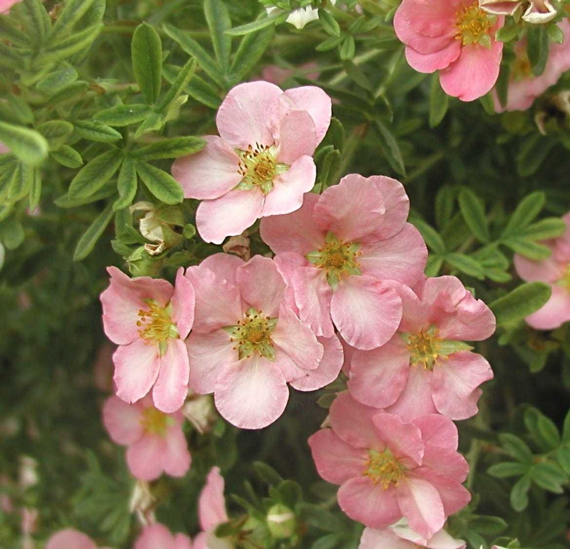 Лапчатка Lovely Pink