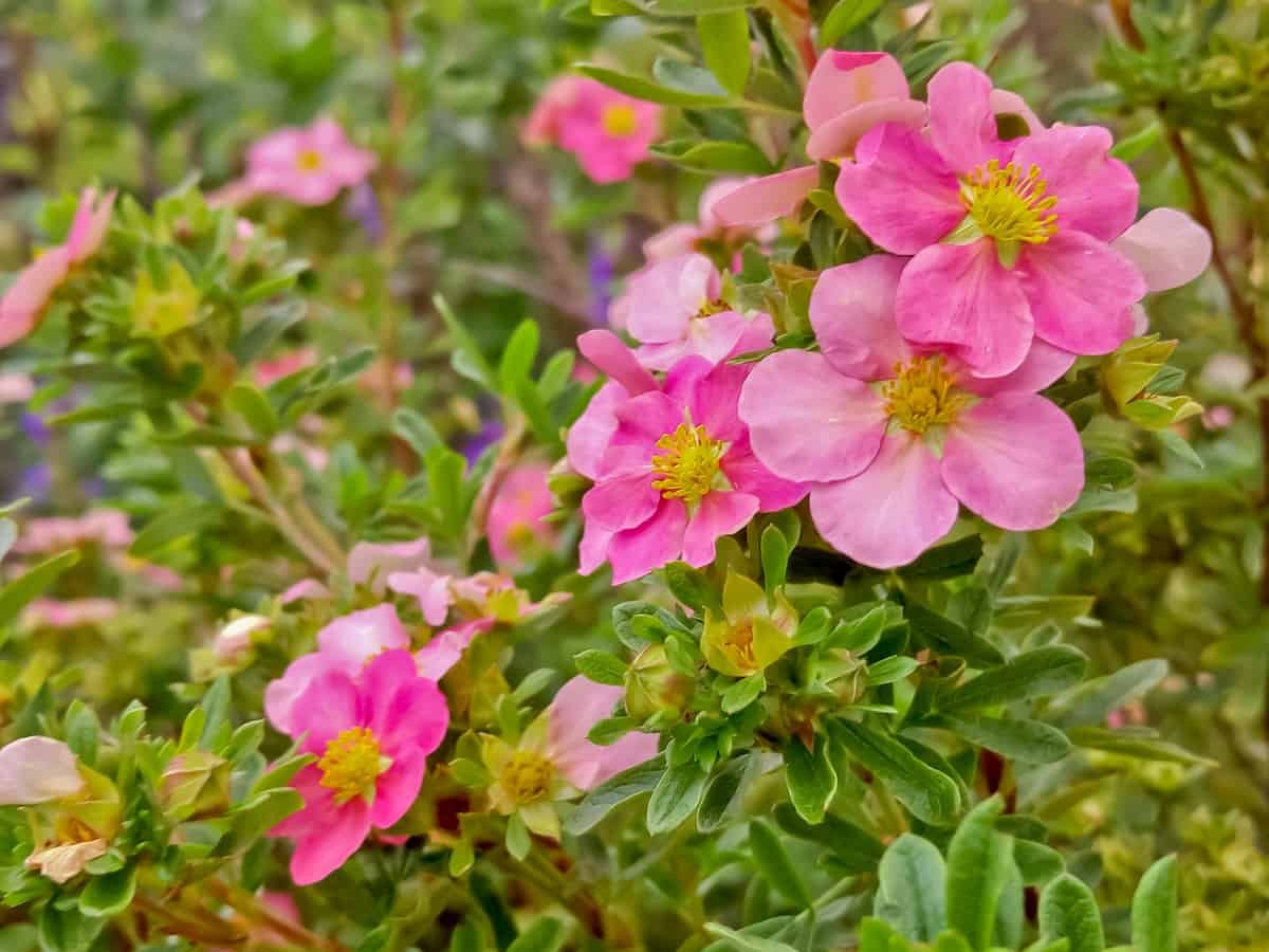 Лапчатка кустарниковая Primrose Beauty