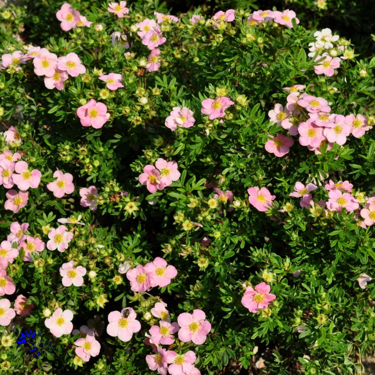 Лапчатка Lovely Pink