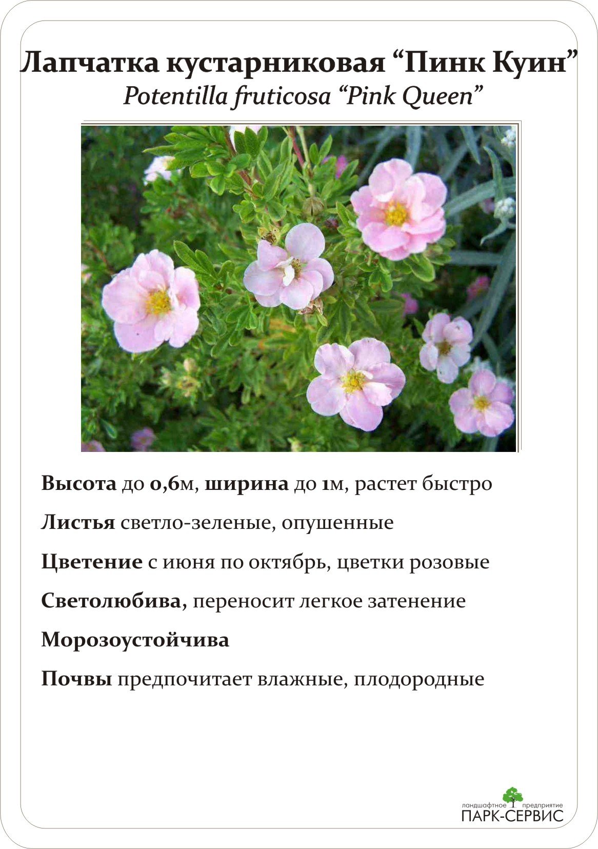 Лапчатка кустарниковая Пинк Квин