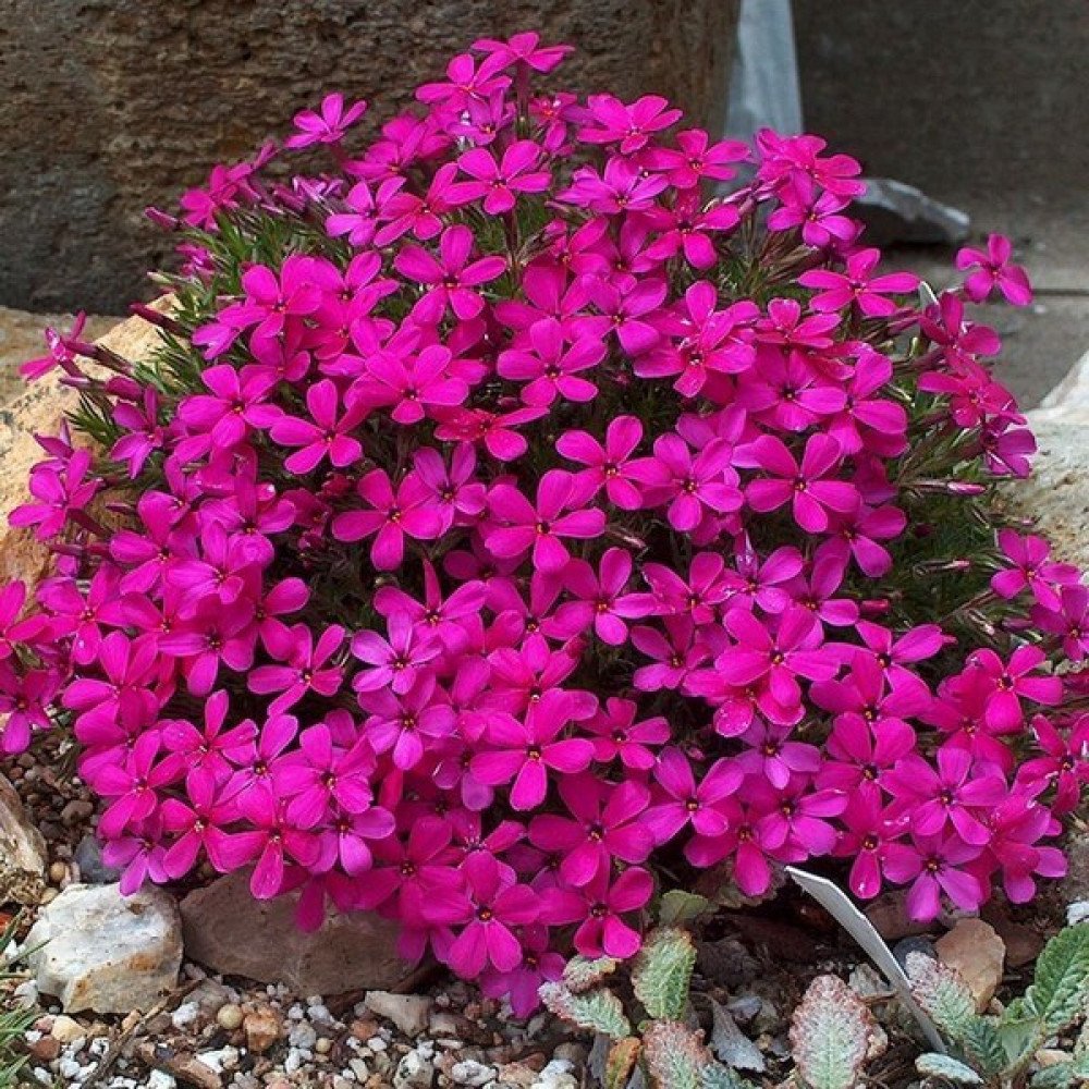 Флокс Дугласа (Phlox douglasii `Red Admiral`