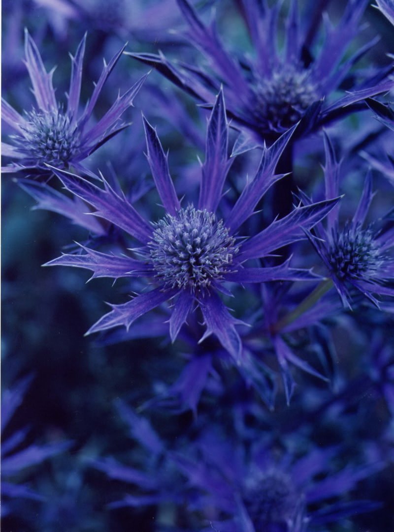 Синеголовник (Eryngium)