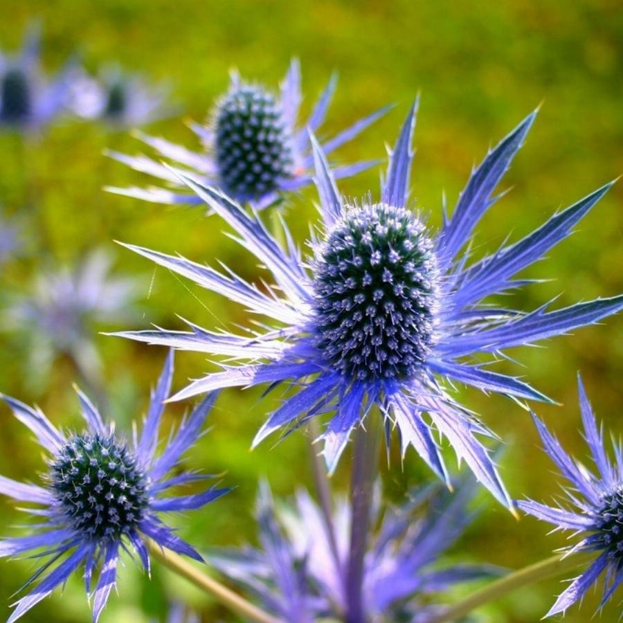 Синие колючки цветы