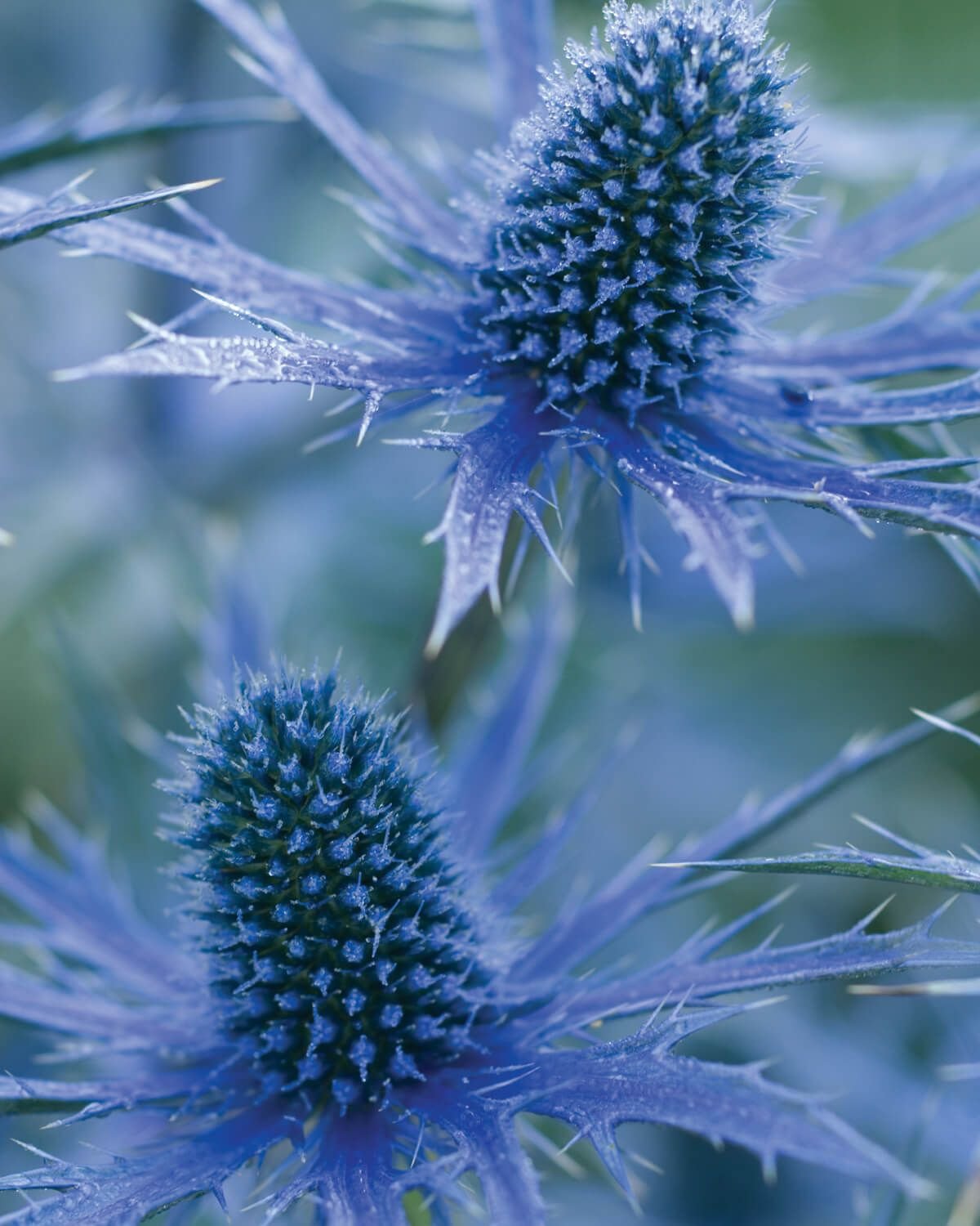 Синеголовник (Eryngium)