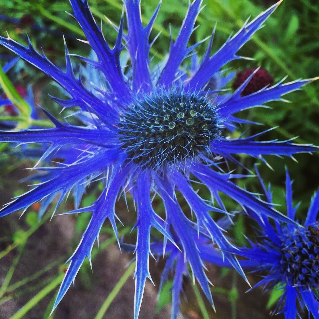Eryngium bourgatii