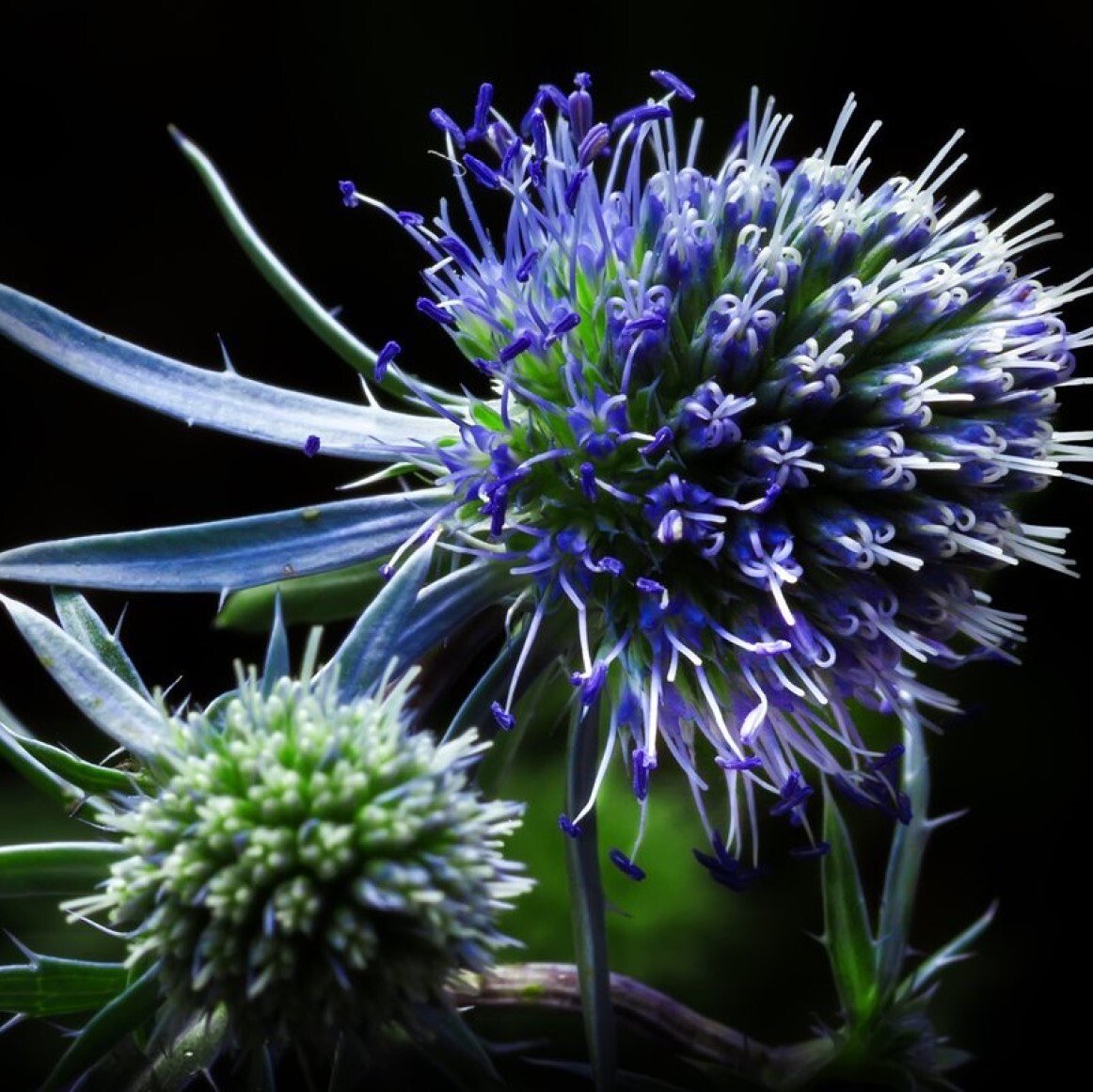 Синеголовник плосколистный Eryngium Planum