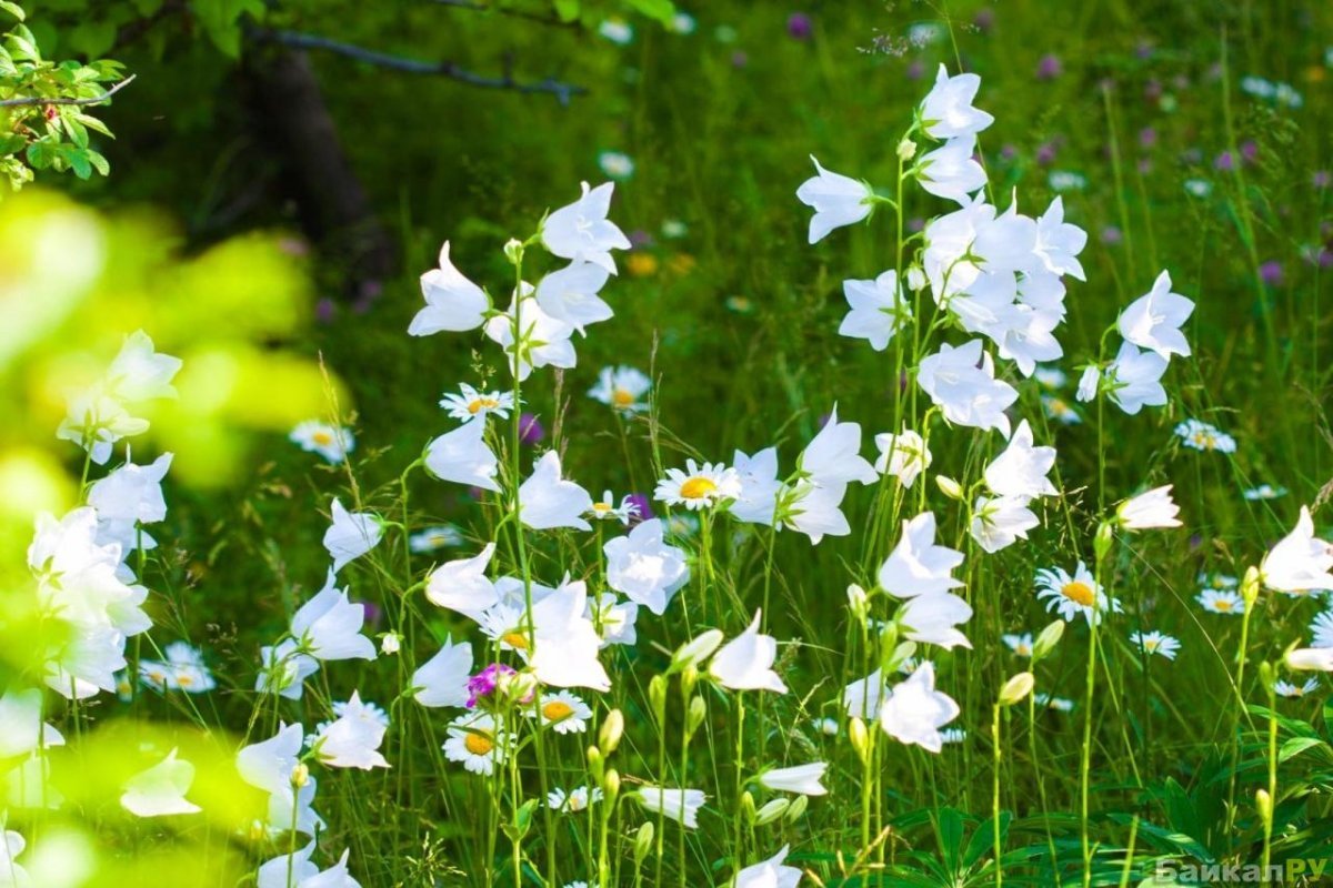 Полевые цветы белые колокольчики