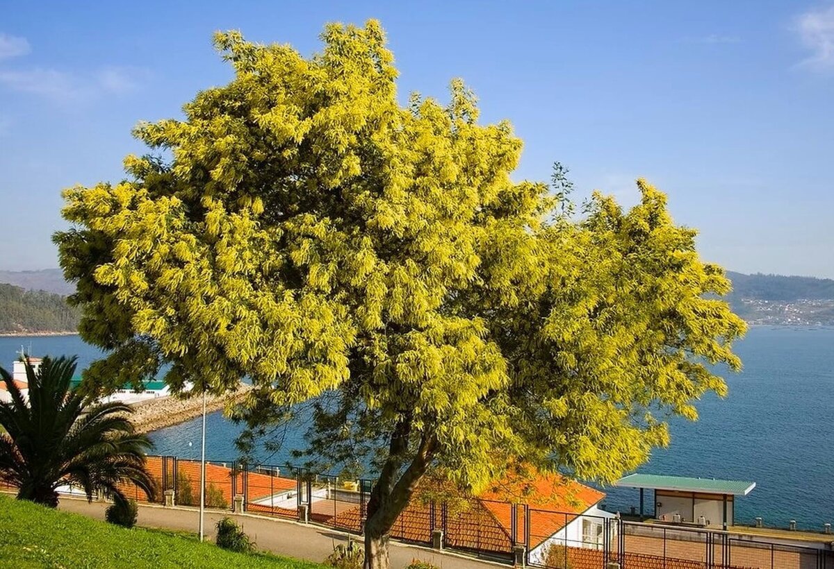 Acacia dealbata комнатная