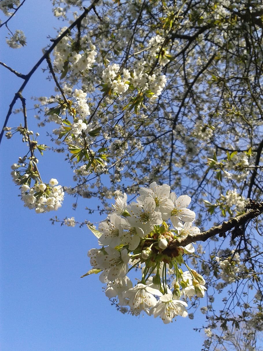 Приморская вишня цветение
