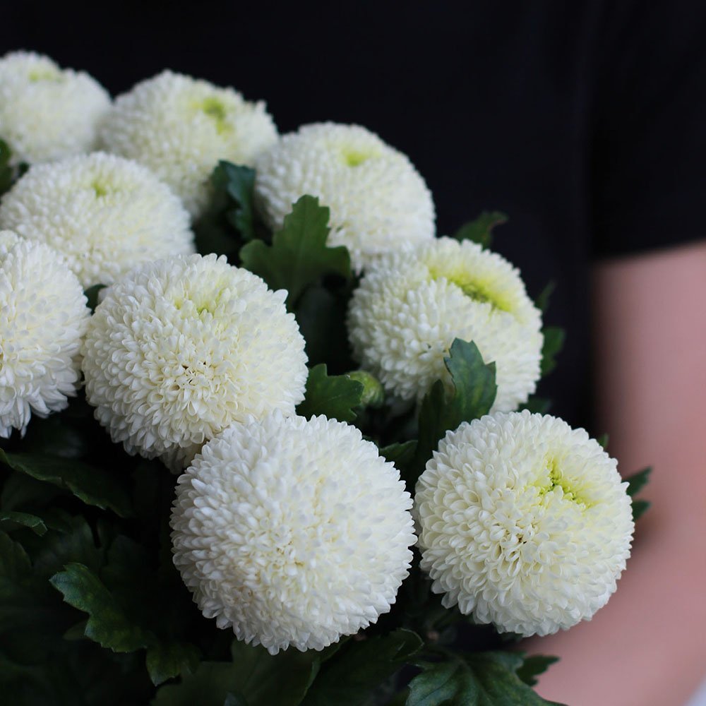 Белые шаровидные цветы