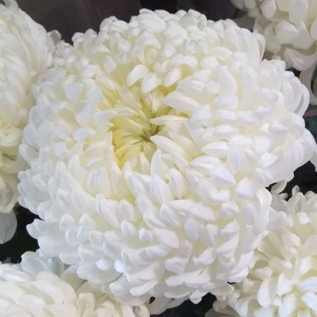 Хризантема Кеннеди белая