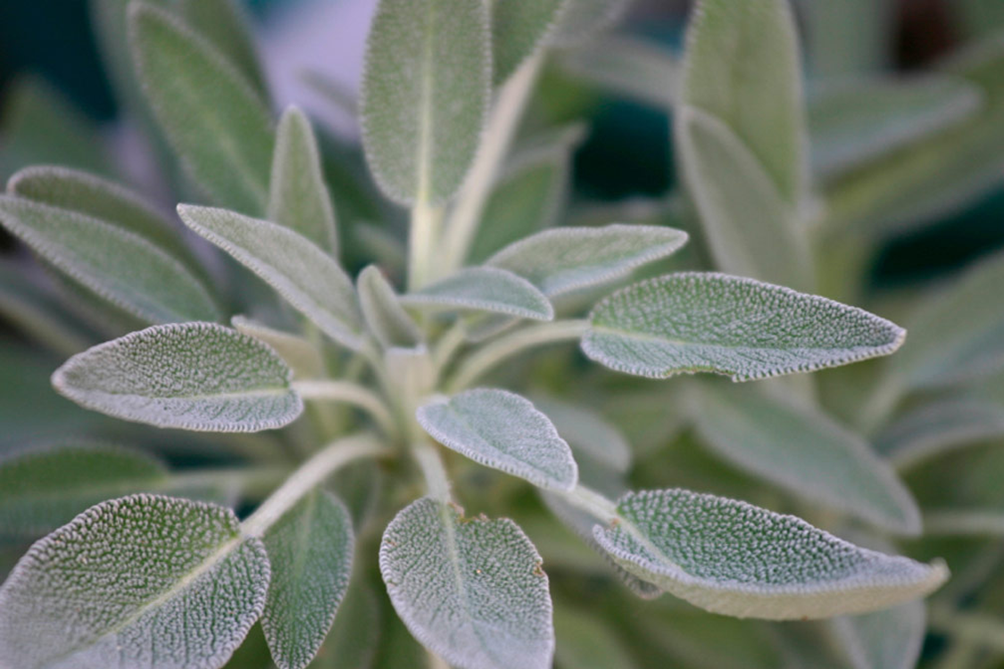 Шалфей лекарственный Sage Plant