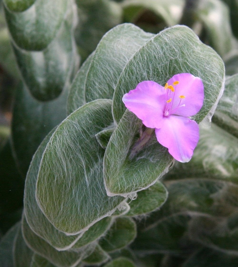 Традесканция "sillamontana variegata"