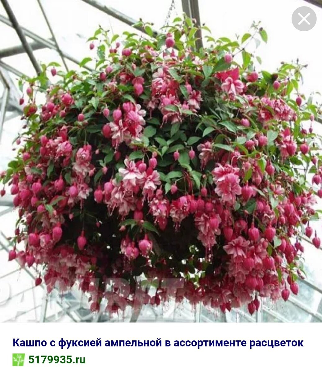 Фуксия ампельная