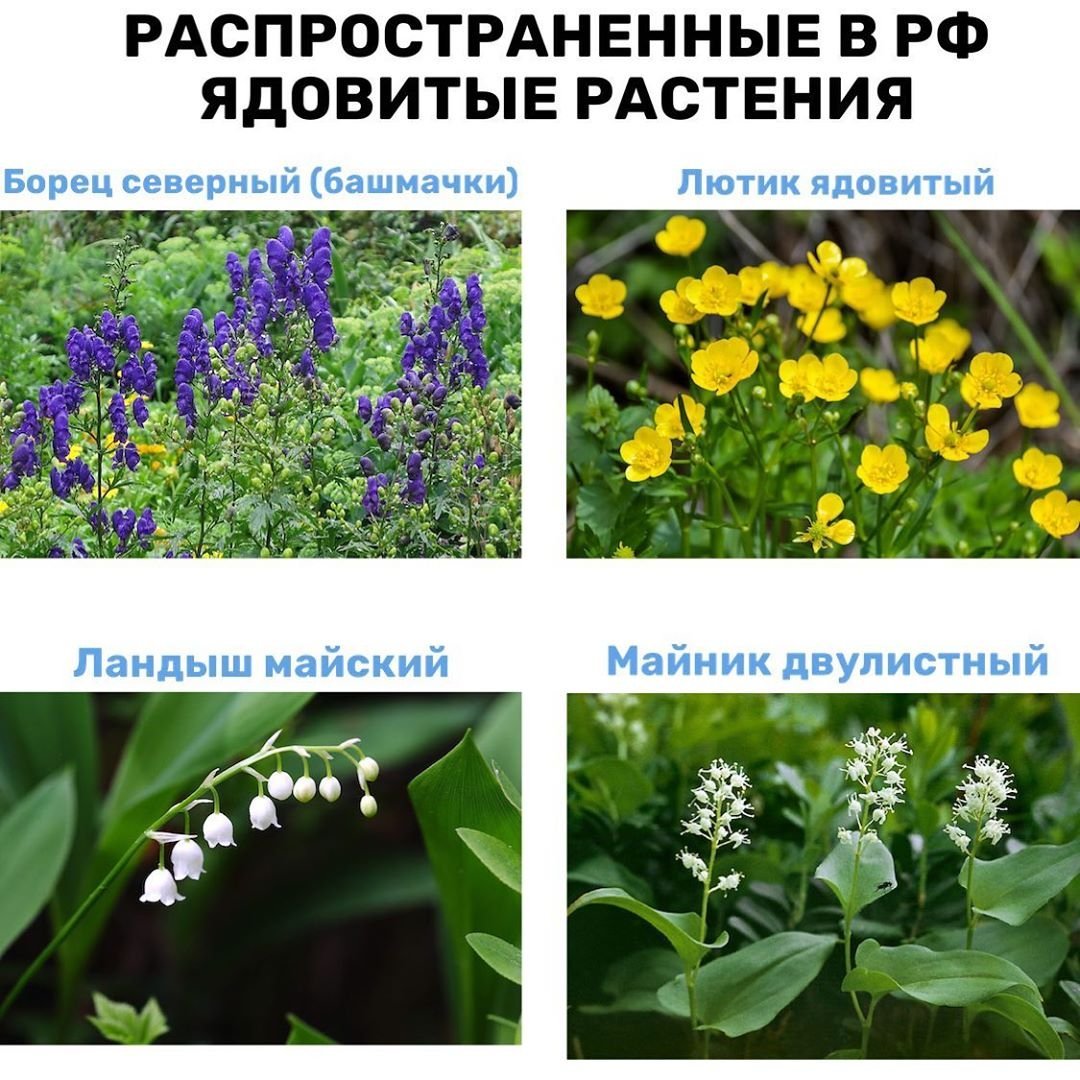 Ядовитые растения