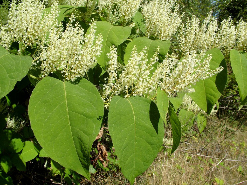 Горец (гречиха) Вейриха