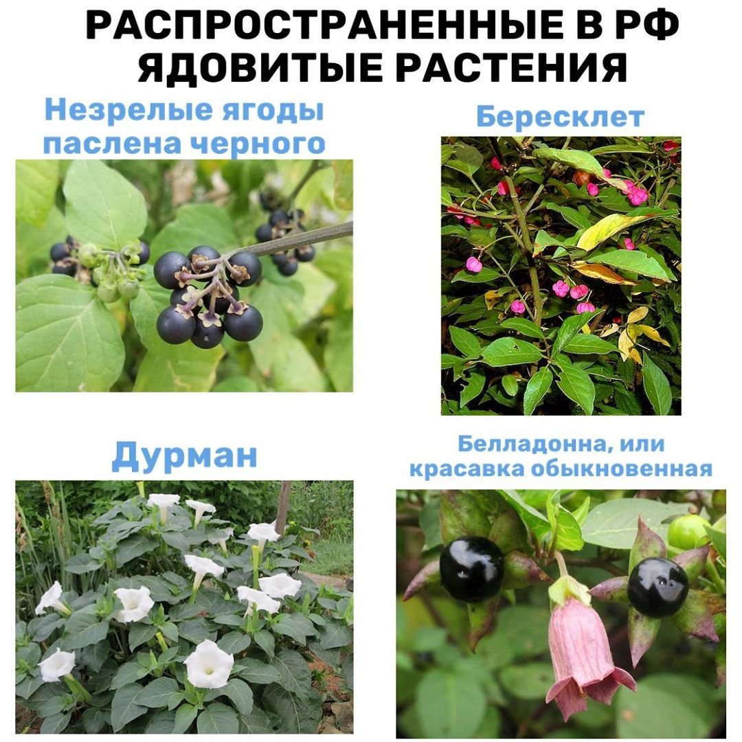 Лесные ягоды несъедобные ядовитые