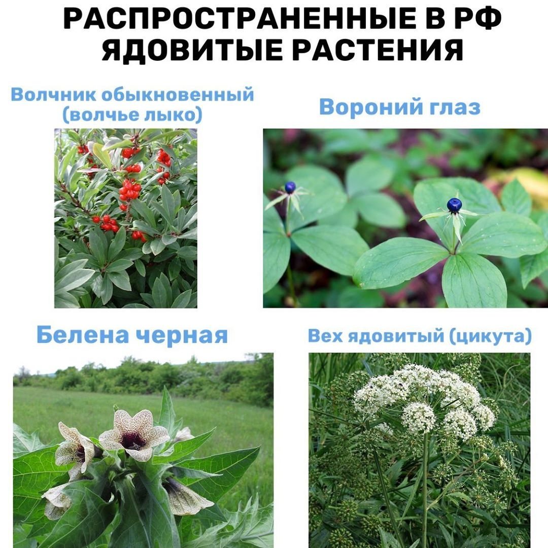 Ядовитые растения