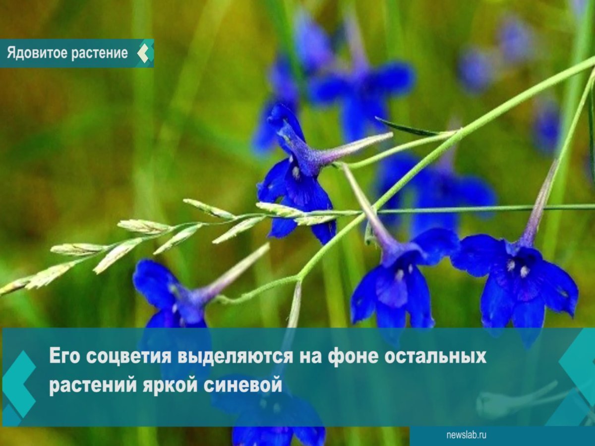 Ядовитые растения Красноярского края