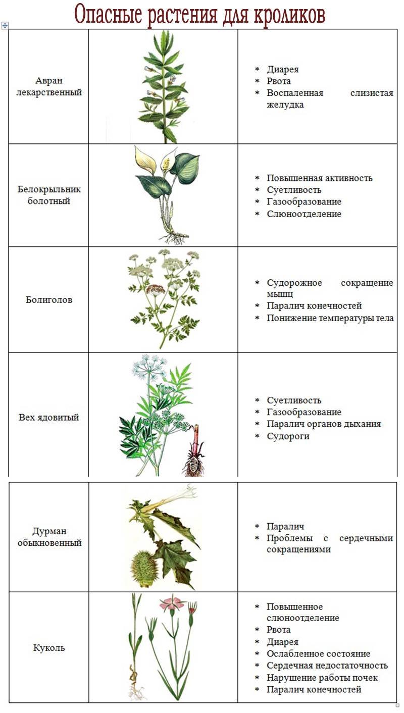 Ядовитые растения для кроликов