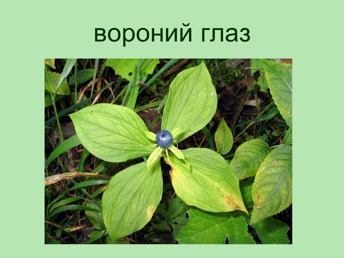 Вороний глаз жилкование