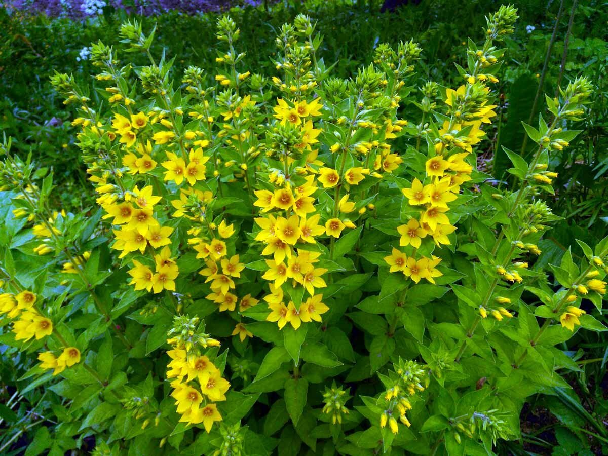 Вербейник точечный “Alexander” Lysimachia punctata