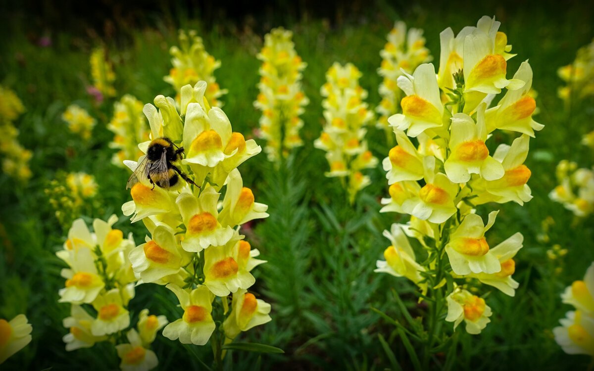 Льнянка обыкновенная Linaria vulgaris