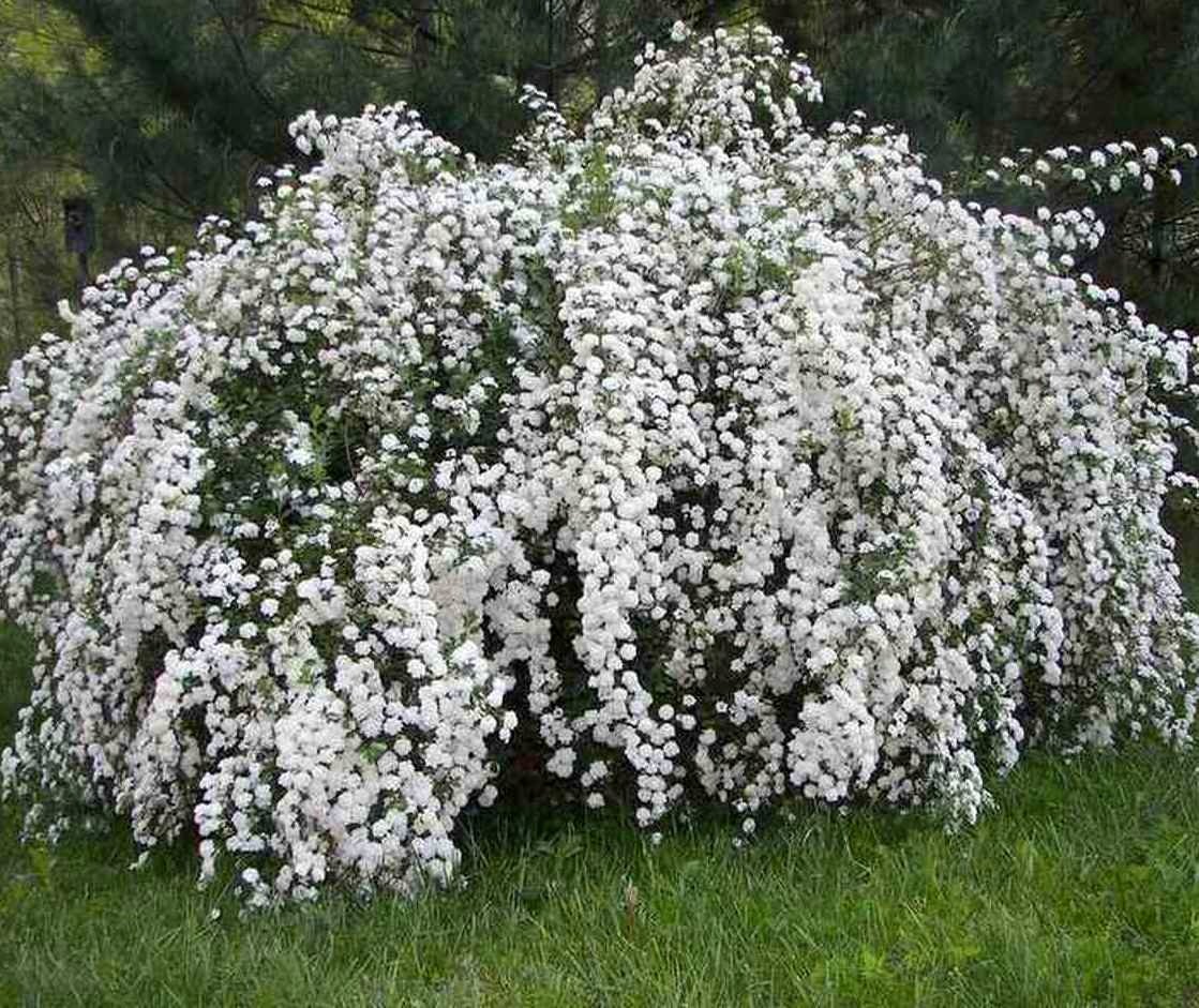 Спирея метельчатая белая